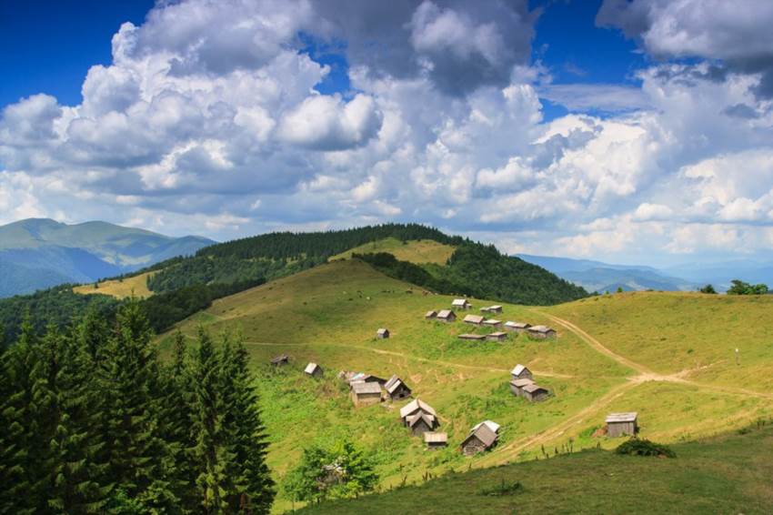 Менчул - карпатський велетень з тисячолітньою пам'яттю