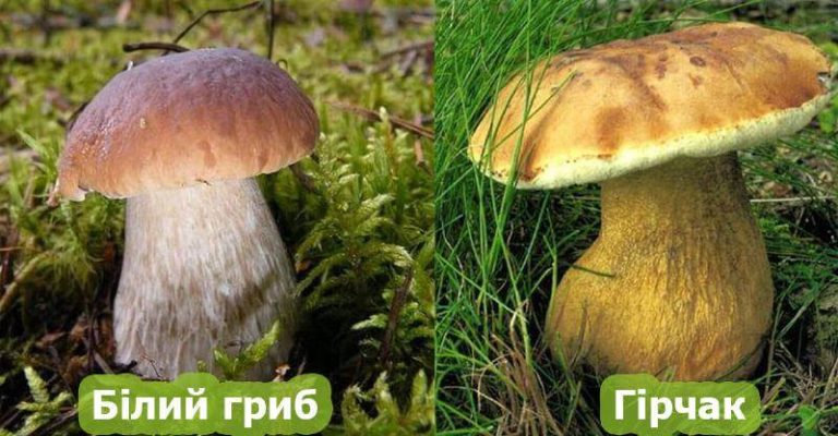 Цікава інформація про білий гриб