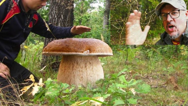 Найбільший гриб у світі – Armillaria ostoyae з Орегона
