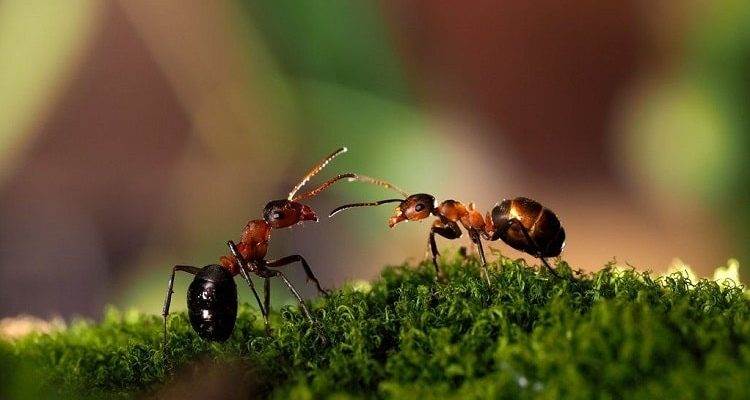 Чи сплять мурахи насправді