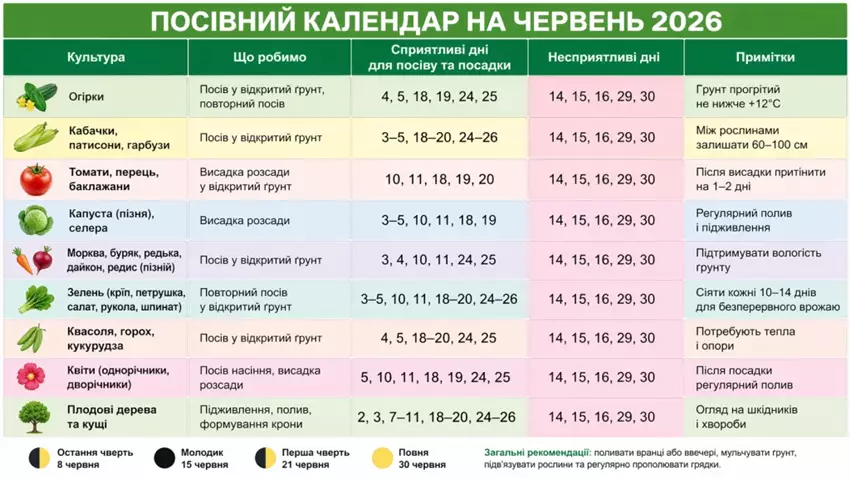 Сезон посадки квасолі в Україні - названо найсприятливіші дати 2026 року