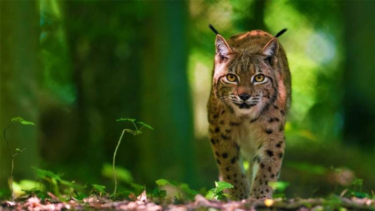 Що робить рись унікальним мисливцем лісів